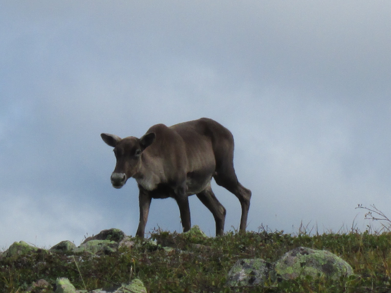 caribou