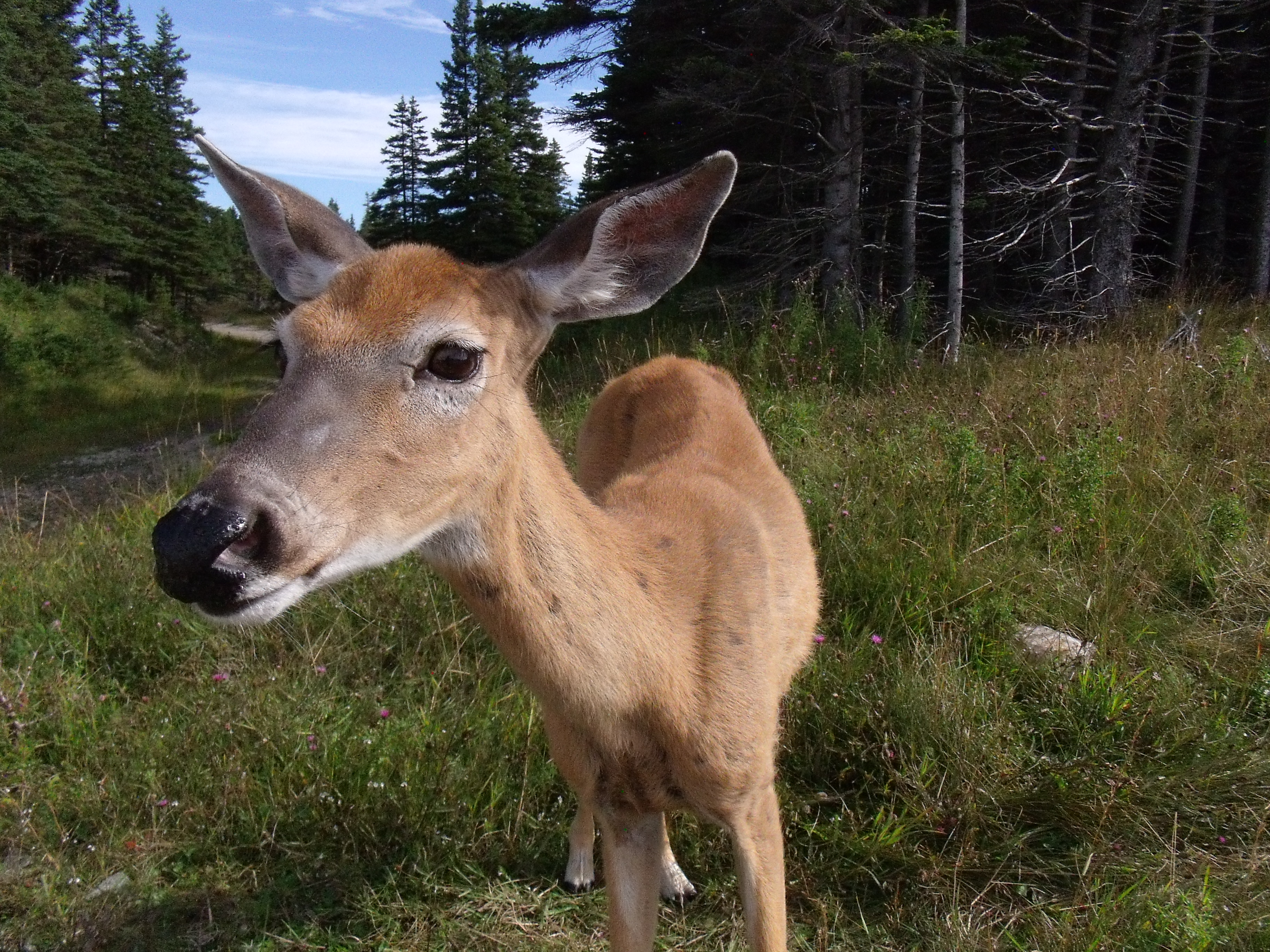 deer